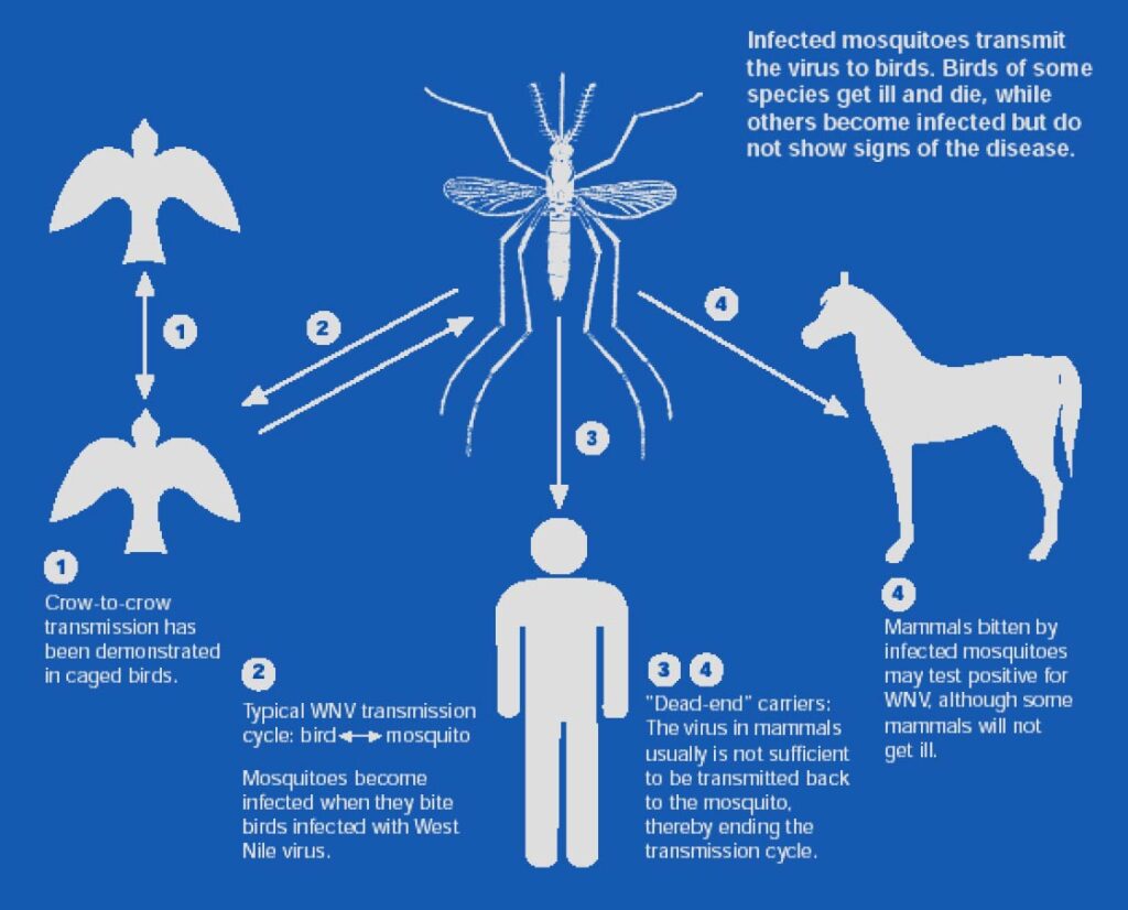 Mosquitoes transmitted infection chart
